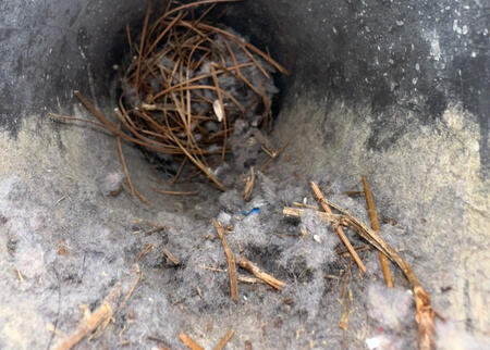Dryer Vent Line Before Cleaning Dryer vent line clogged with a bird nest and debris before professional cleaning.